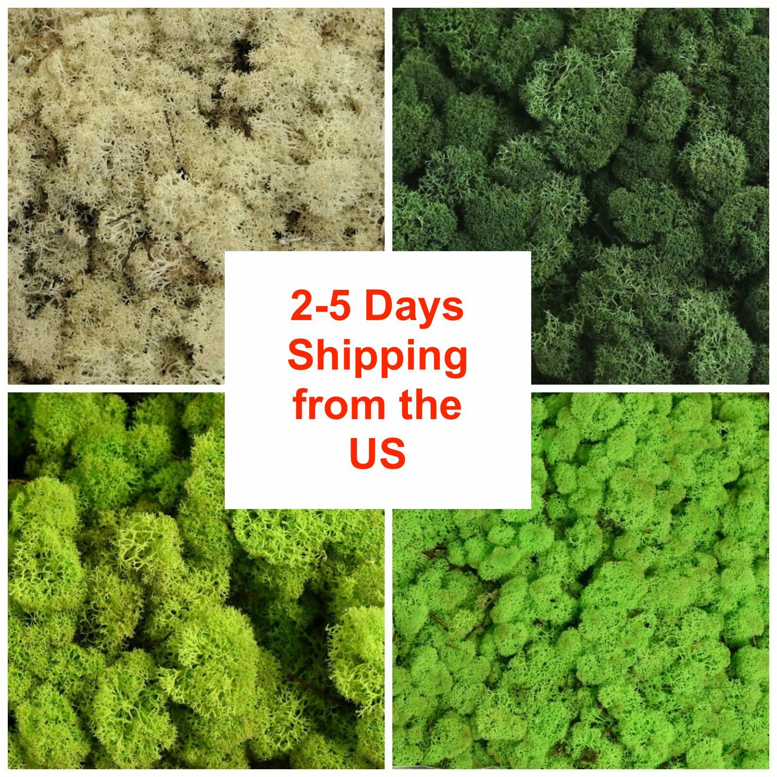 Natural Norwegian Reindeer Moss Preserved Dried Craft Flower Stamen Home Decor