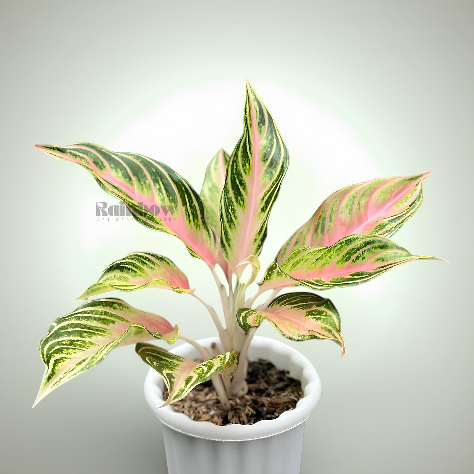 Aglaonema Pink Sunset Beatiful Ornamental Plant