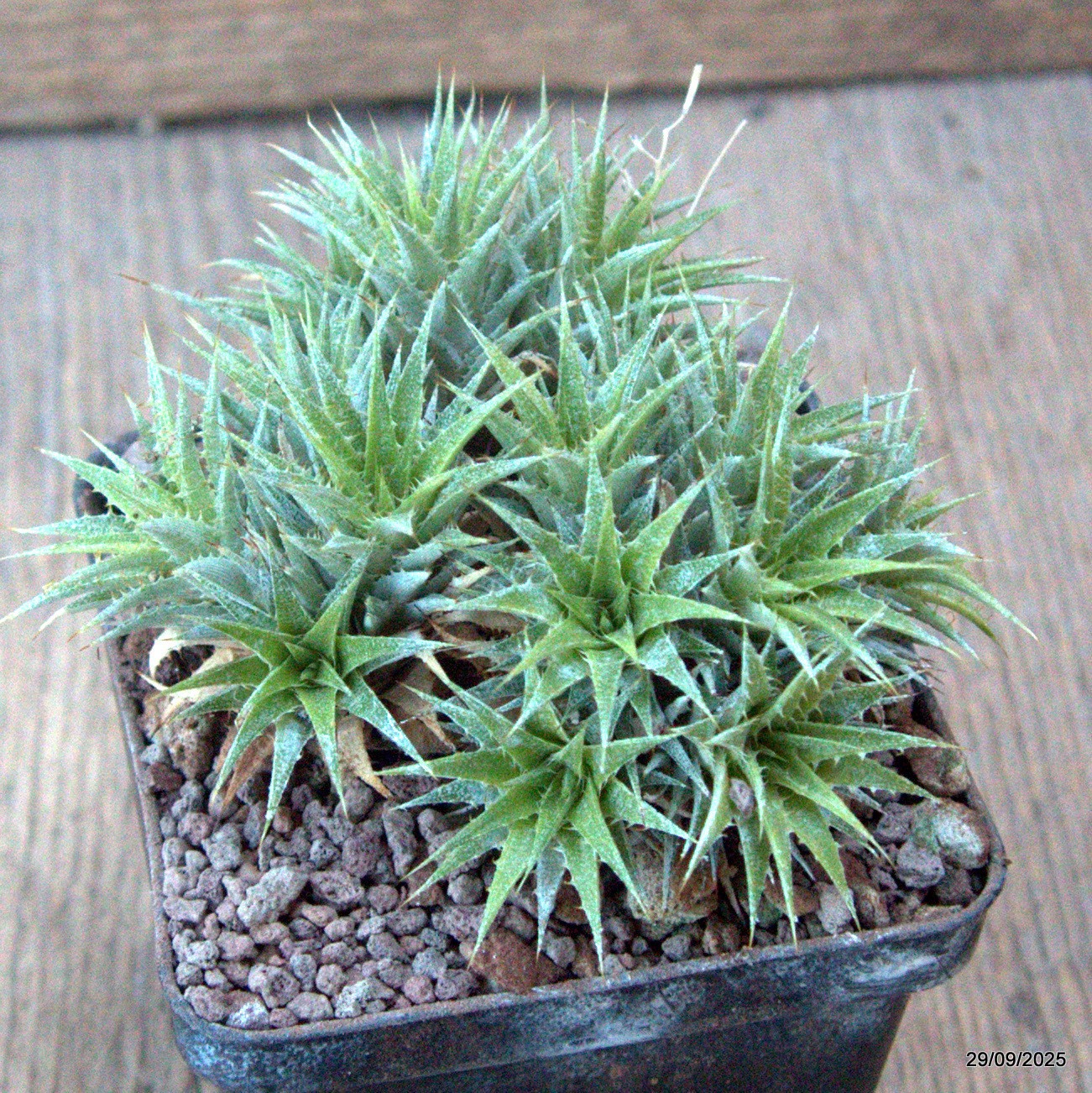 D6735 ABROMEITIELLA CHLORANTHA pot8-H6-W10 cm MaMa Cactus