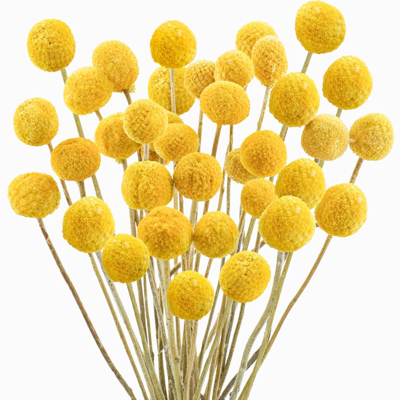 Uieke 30Pcs Natural Dried Flowers Craspedia Billy Balls Flowers Billy Buttons