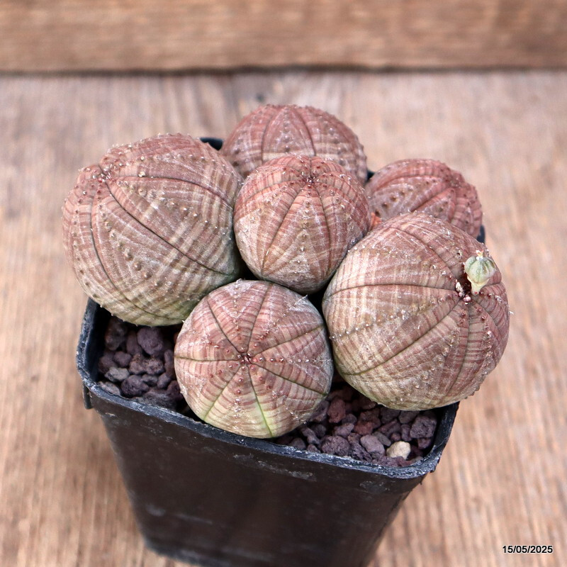 D4176 EUPHORBIA OBESA MULTIHEADS pot8-H6-W10 cm MaMa Cactus