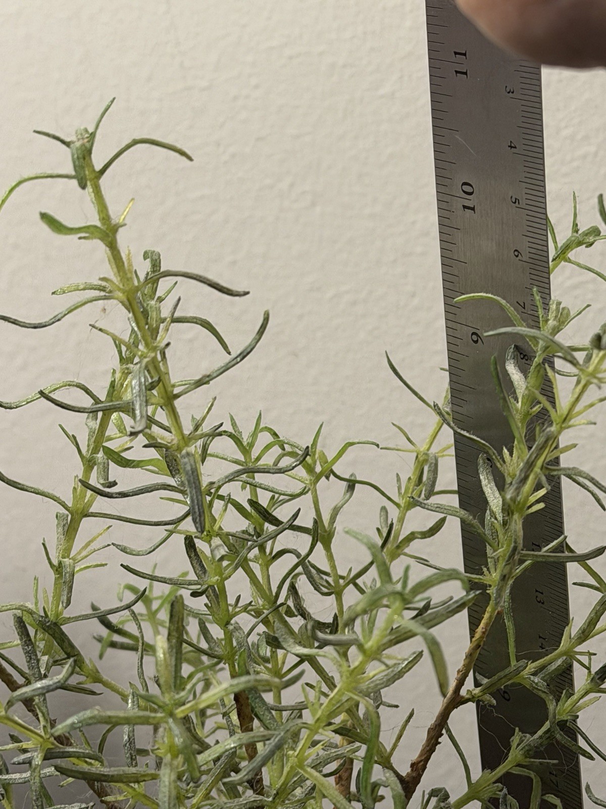 Rustic Artificial Rosemary Potted Plant – Perfect for Farmhouse Decor
