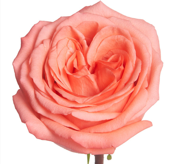 Wholesale Movie Star Coral Roses 100 stems Fresh Premium Roses