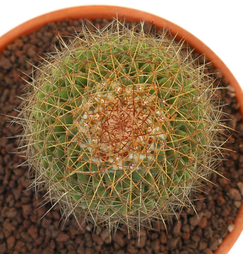 Mammillaria parkinsonii REP 2363 Pena Miller, Querétaro, Mexico –