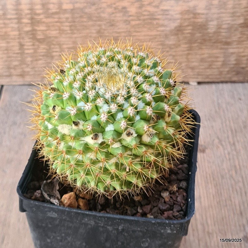 D6431 MAMMILLARIA MARKSIANA pot9-H8-W9 cm MaMa Cactus