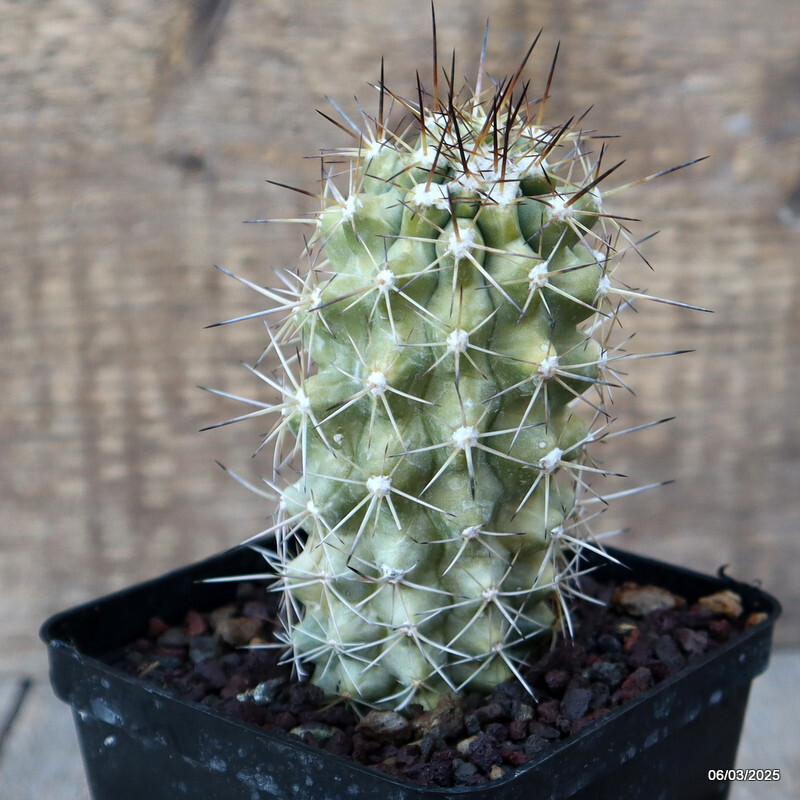 A4104 COPIAPOA HUMILIS V. LONGISPINA pot9-H11-W5 cm MaMa Cactus
