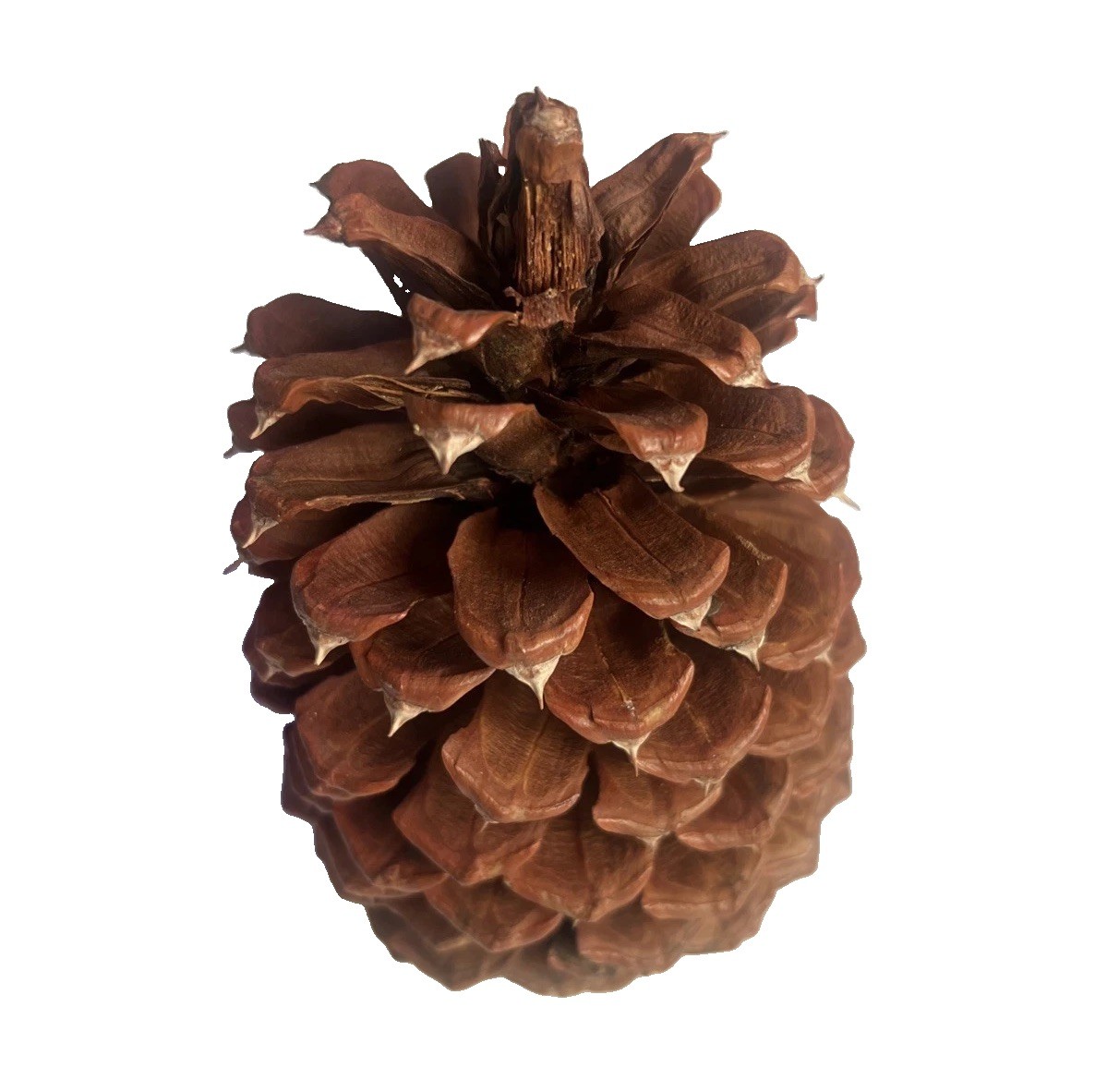 Reddish Brown Pinecone 5.5” x 3.5” Likely Jeffrey Pine Cone Forest Rustic Decor