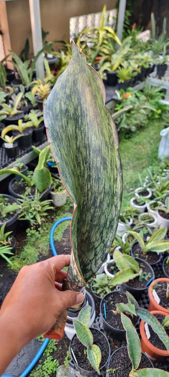 Sansevieria Sp Nkithi Nazi Mozambique Rare Unique Snake Plant