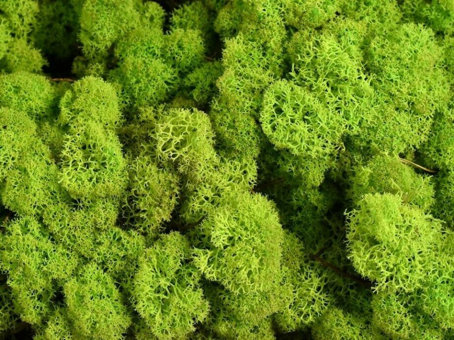 Natural Norwegian Reindeer Moss Preserved Dried Craft Flower Stamen Home Decor