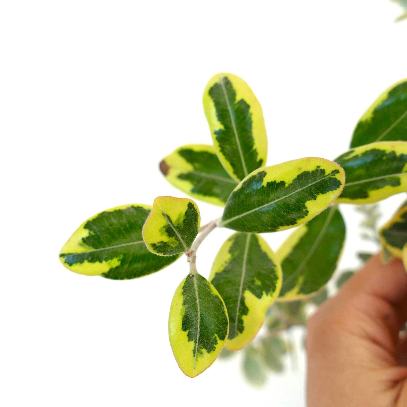 Metrosideros excelsa VARIEGATED – New Zealand Christmas tree | Pohutukawa