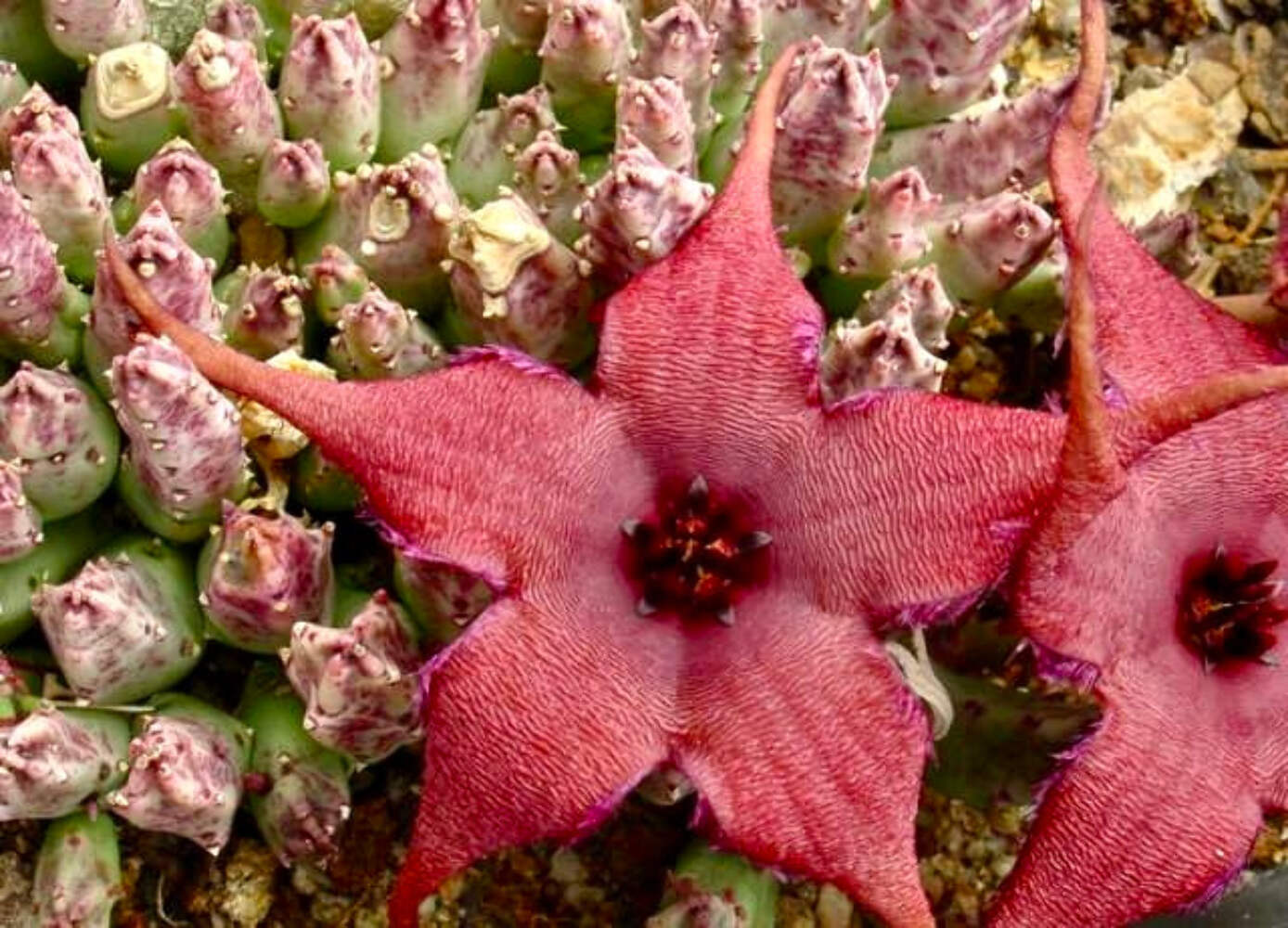 Huernia schinzii UNROOTED CUTTING – Carrion flower | Lifebuoy plant