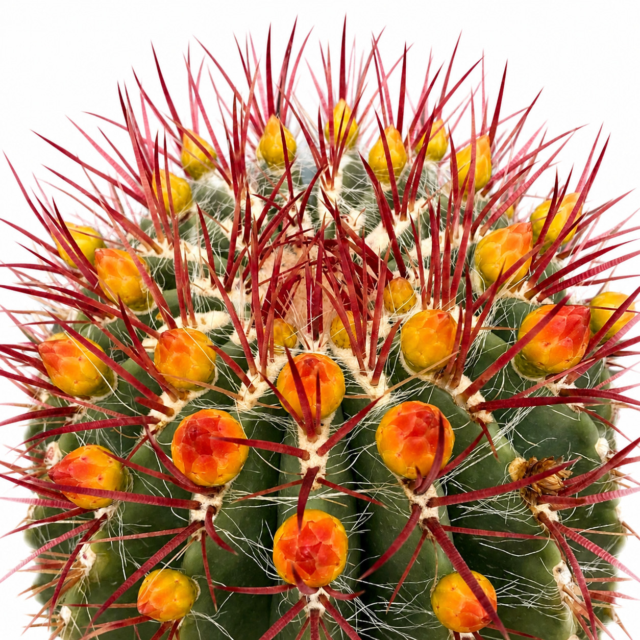 Ferocactus stainesii SEEDS – Rare Cactus SEEDS
