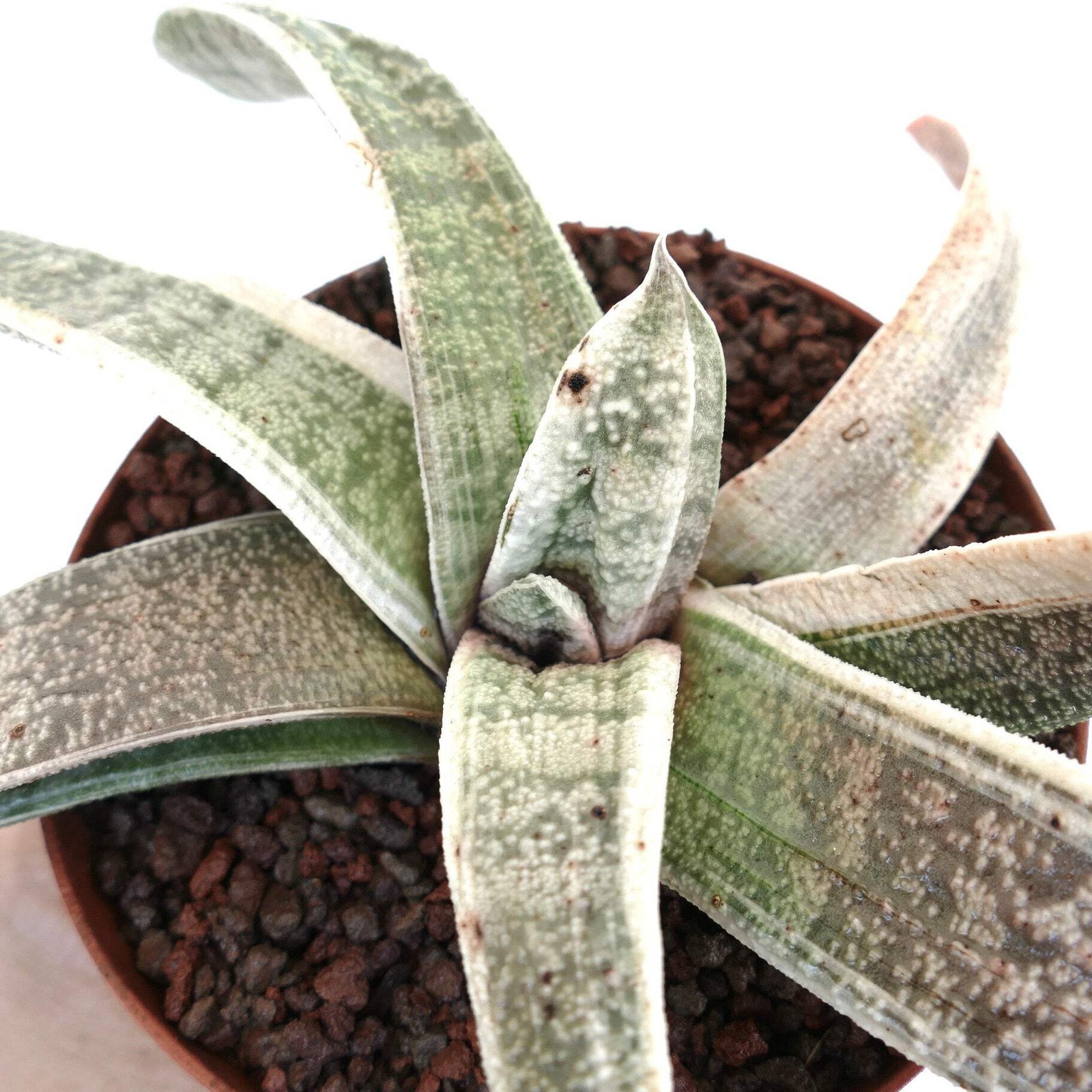 Gasteria batesiana WHITE VARIEGATED cv. ‘Carrara Marble’ SELECTED – Bates’ gaste
