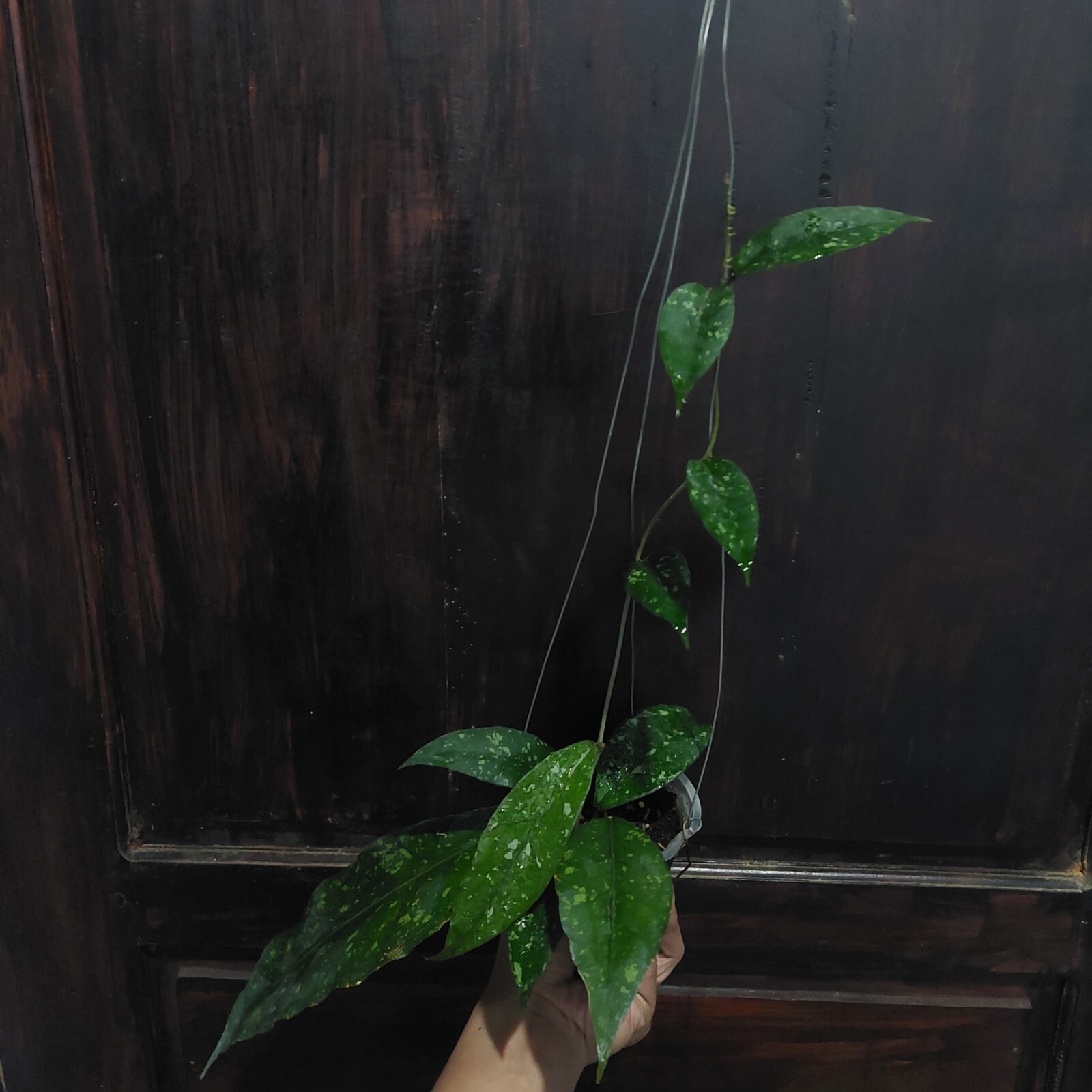 Hoya Sp Aceh Splash Real Pickture. Free phytosanitary Ship By DHL Express.