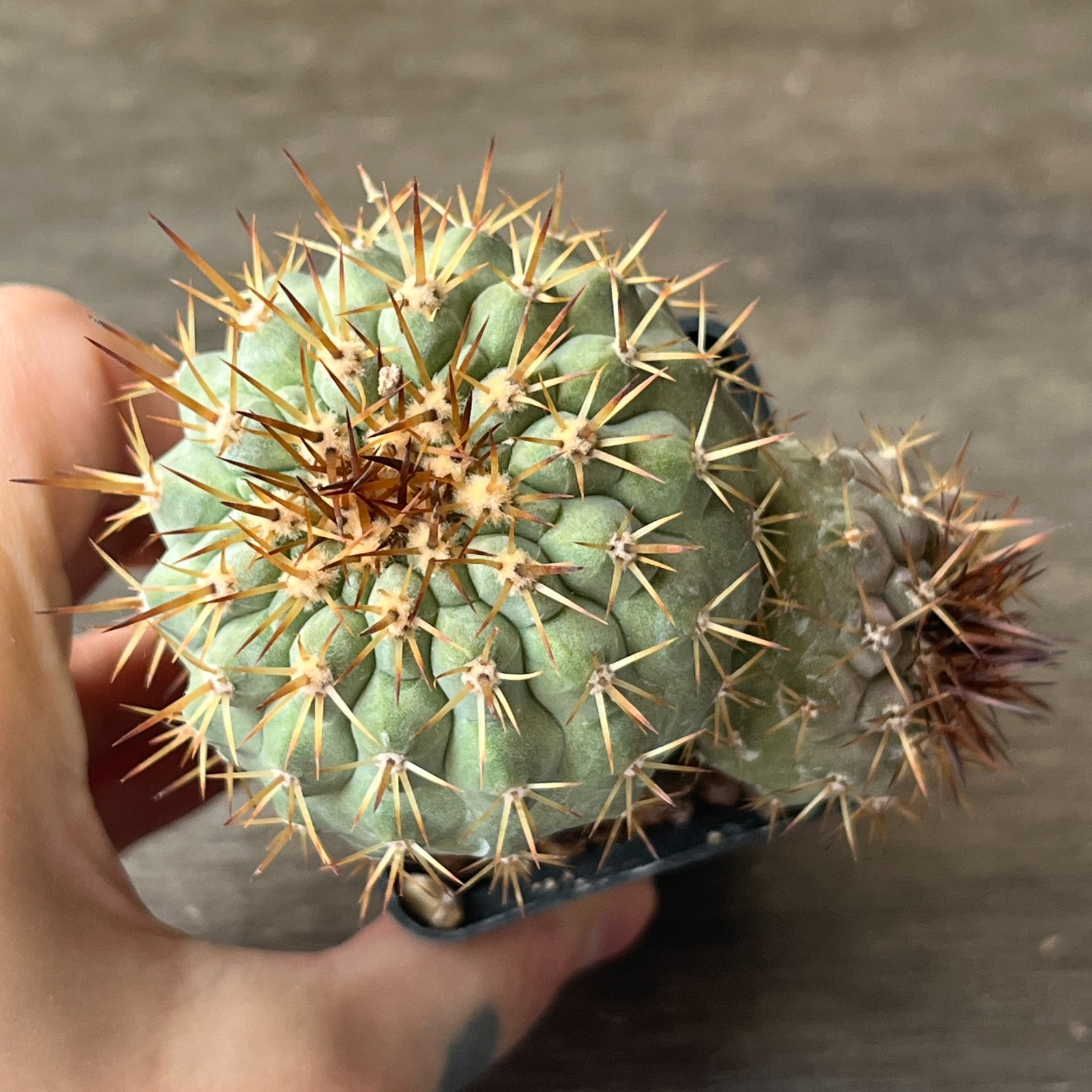 A54-4421 Copiapoa columna-alba, JN831, before Tigrillo, Ant, grafted