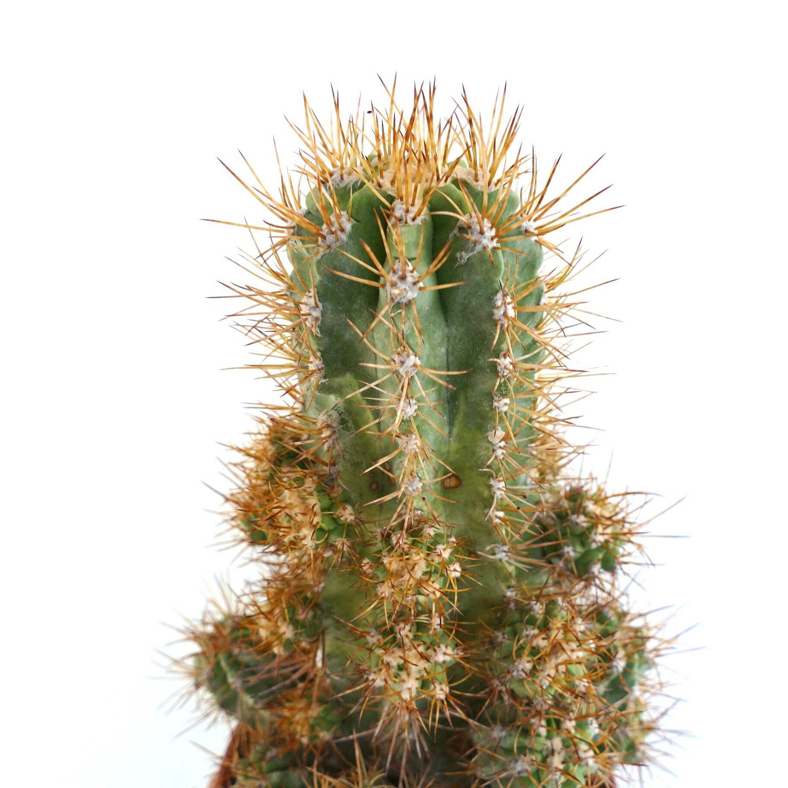 Copiapoa solaris 23 HEADS GRAFTED – NO crested serpentisulcata