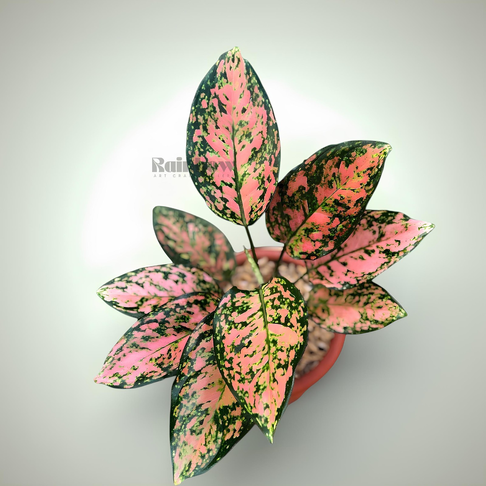 Aglaonema Rubby Orange Beatiful Ornamental Plant