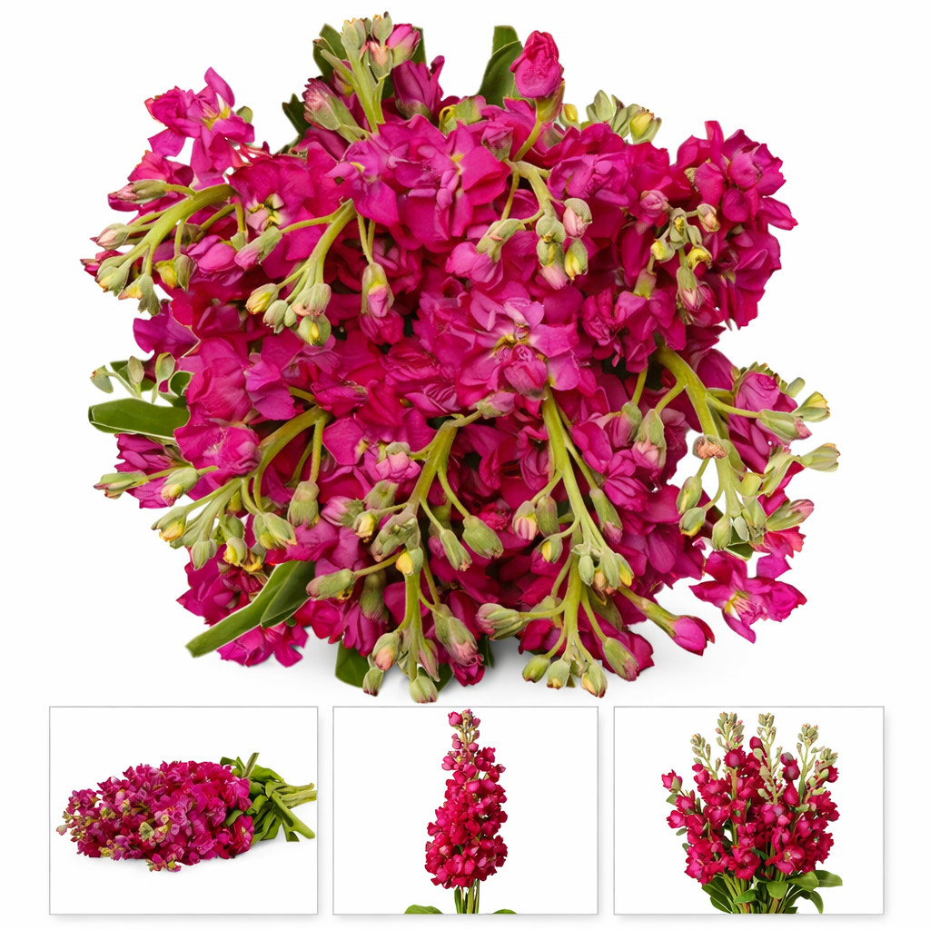 Wholesale Stock Ruby Red 100 stems Fresh Flowers