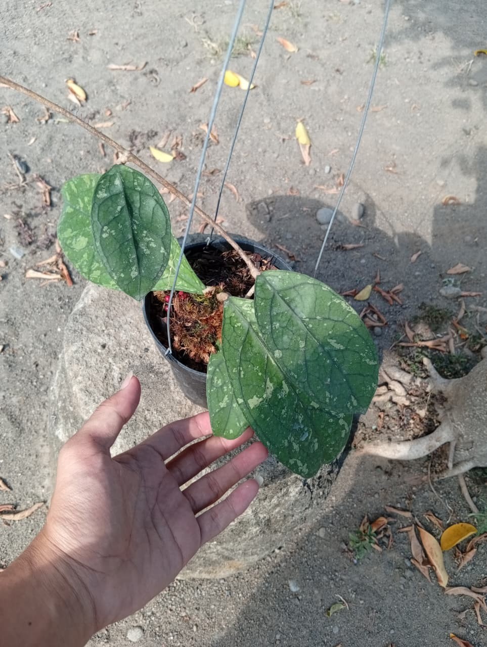 Real Picture Hoya Clemensiorum Green Splash Rare Plant