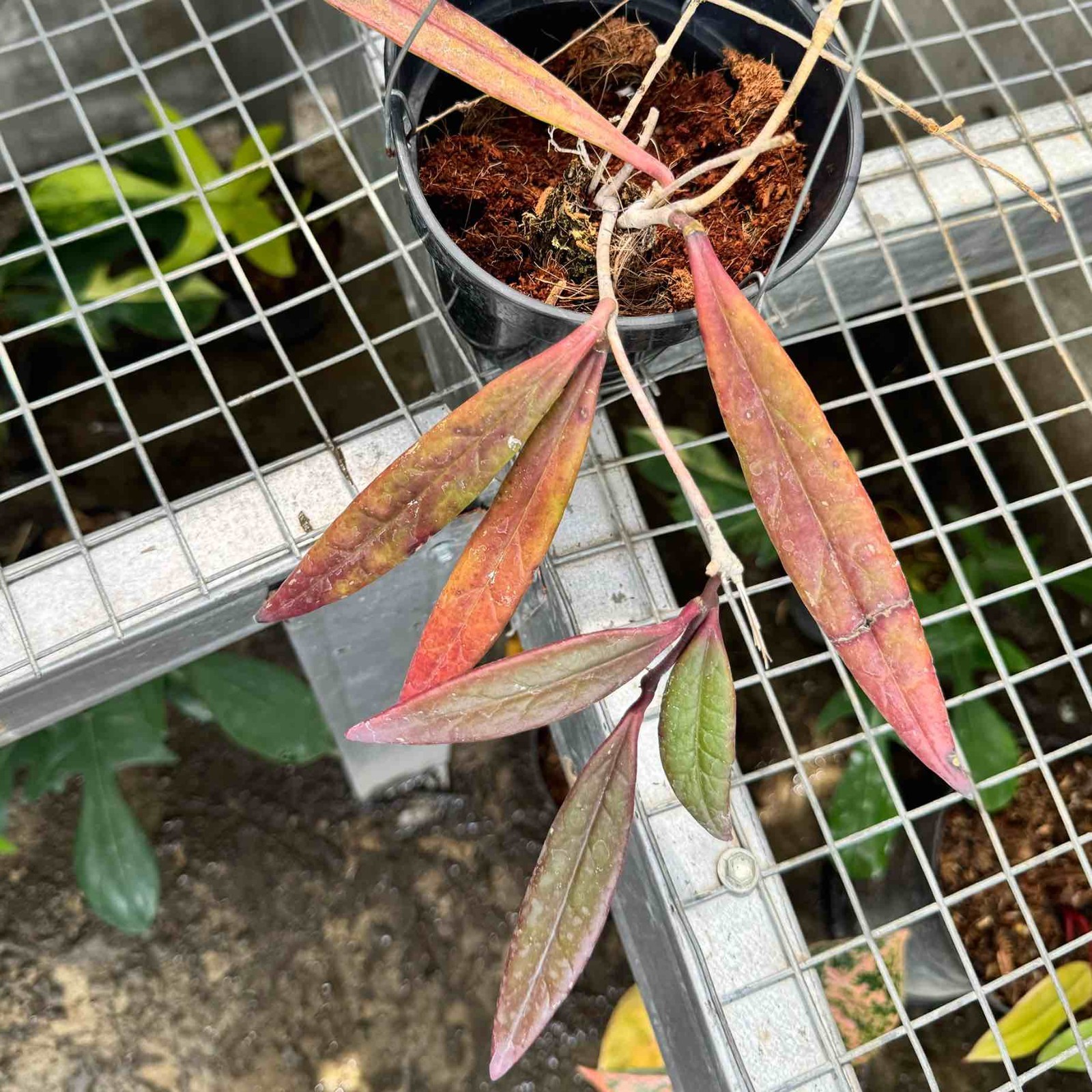 Hoya Sulawesiana Red Rare Plant