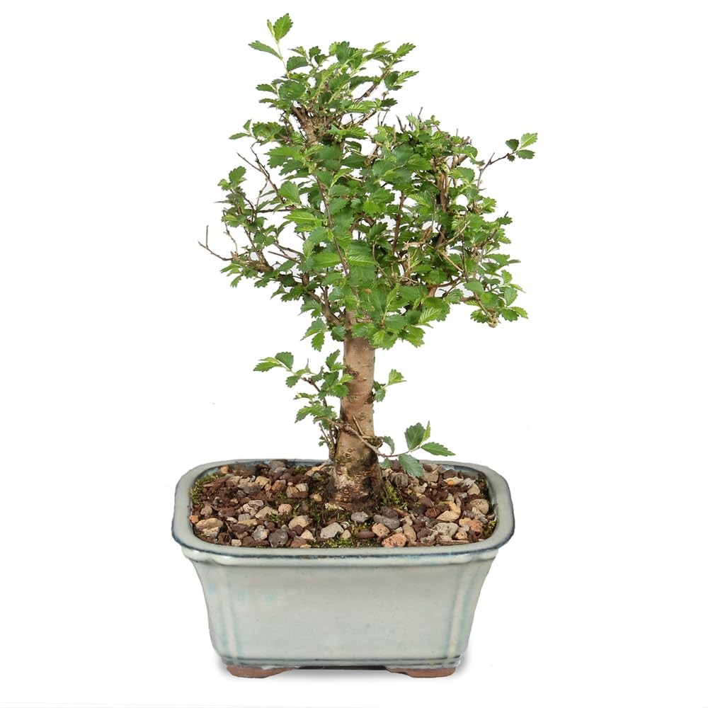 Brussel’s Bonsai Live Chinese Elm Tree, Outdoor – Small, Green