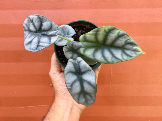 Alocasia Badinga ‘Silver Dragon’ 4″ Pot| RARE Indoor/Outdoor Live Tropical Plant