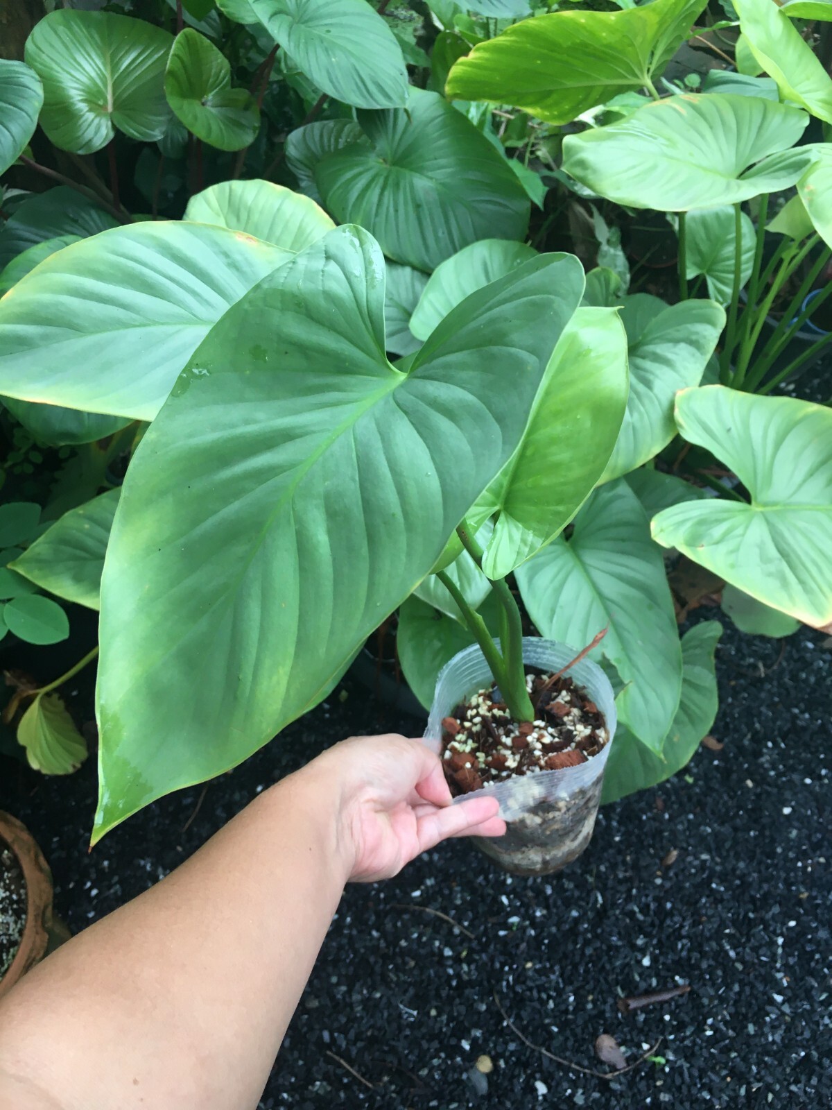 Homalomena Silver free Phytosanitary certificate