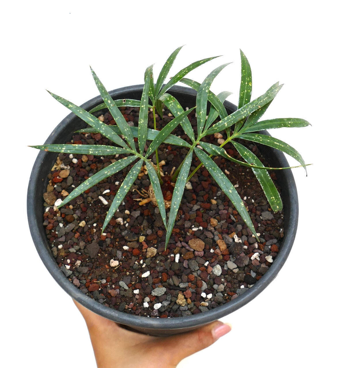 Cycas chevalieri ‘Dak Rong, Vietnam’ CA88 – Chevalier’s cycad | Chevalier’s sago