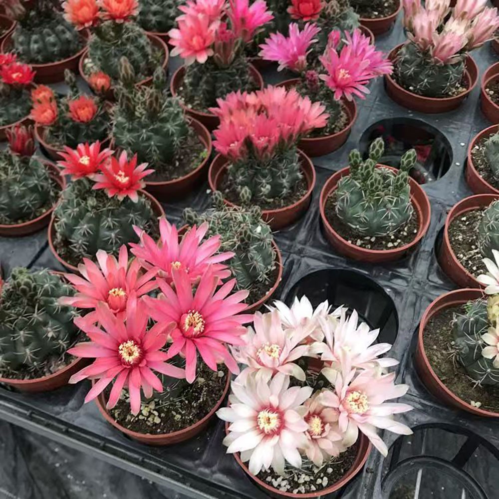 Gymnocalycium baldianum Chin Cactus Cactus Cacti Succulent Real Live Plant
