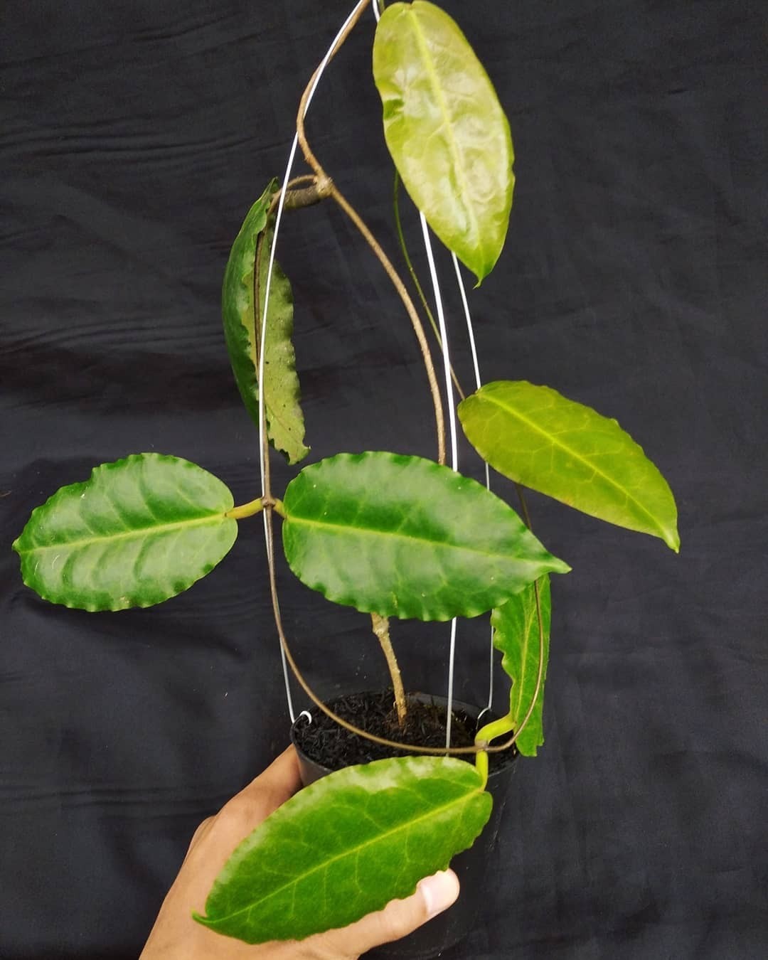 Hoya Versteegii Sp Papua Rare Tropical Wax Plant