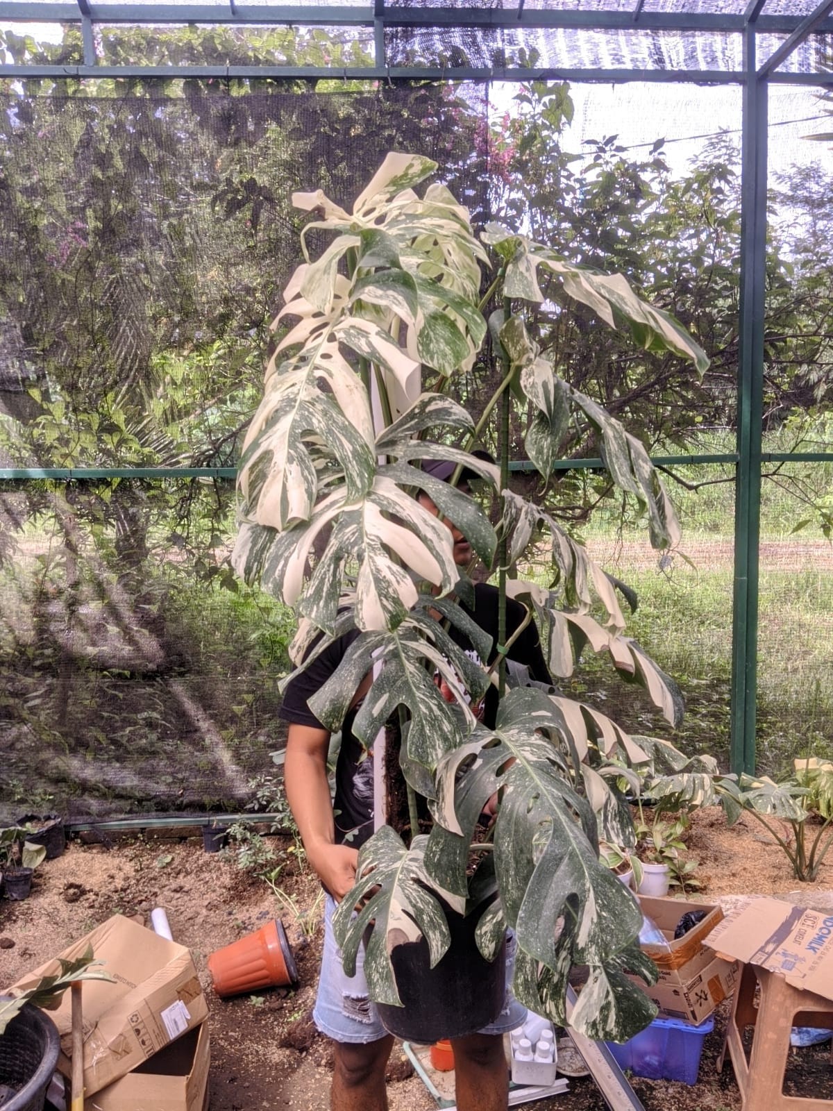 Monstera Albo White Tiger Variegated Lush Leaf Real Picture Very Big Size
