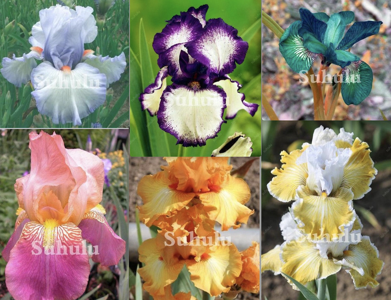 (10) IRIS SEEDS rare exotic flower home blossom garden plant USA SELLER W/TRACK