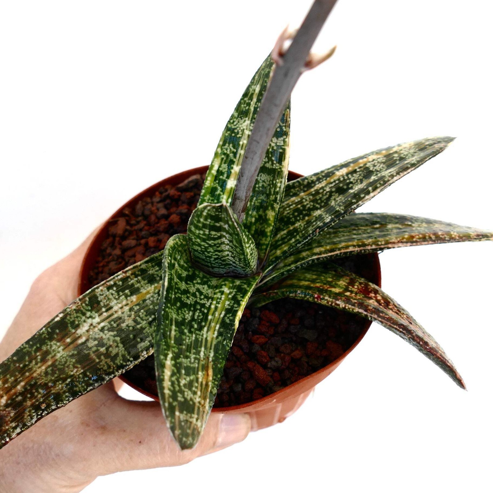 Gasteria batesiana STRIATA YELLOW VARIEGATED (EX. SPARKMAN USA) – Knoppies gaste