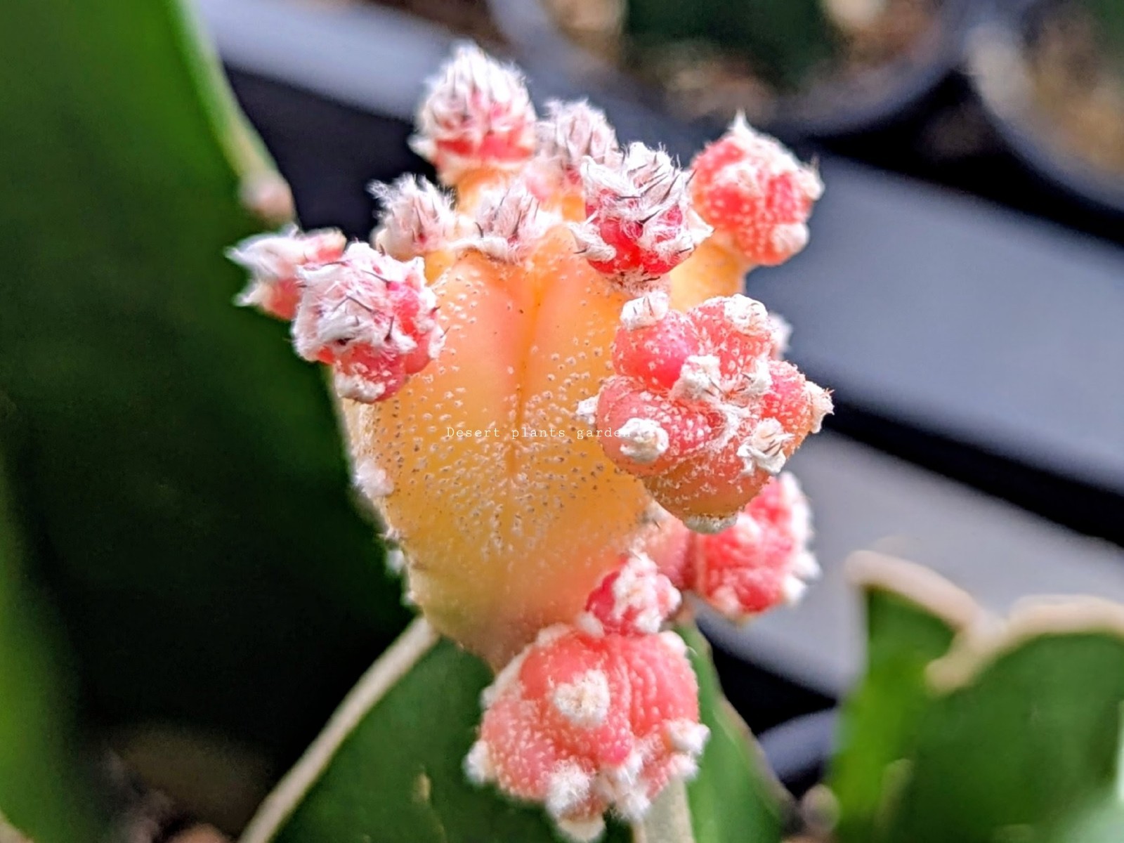 Astrophytum myriostigma Varieagated 25Seeds