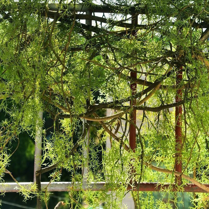 57 inch Artificial Green Twig Vines Faux Water Plants Rattan for Wall Decoration