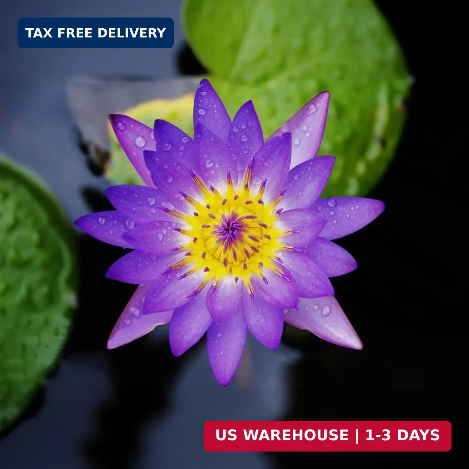 160pcs Mixed Color Bowl Lotus Seeds for Planting – Non-GMO Bonsai Lotus, Water L