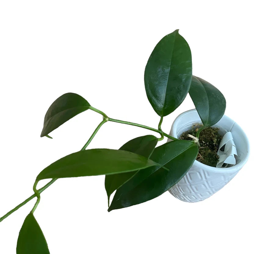 Hoya Buotii Rare Plant