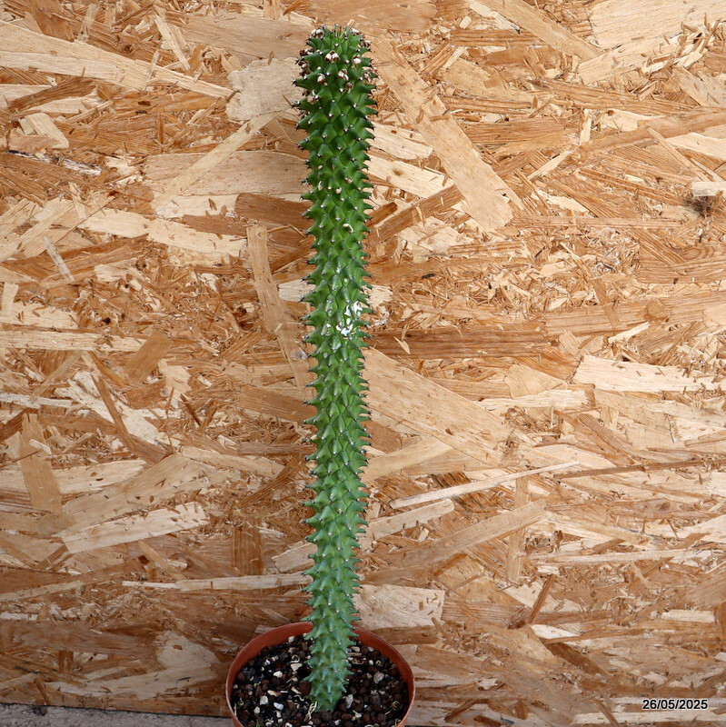 D4393 EUPHORBIA SCHUBEI pot15-H52-W6 cm MaMa Cactus