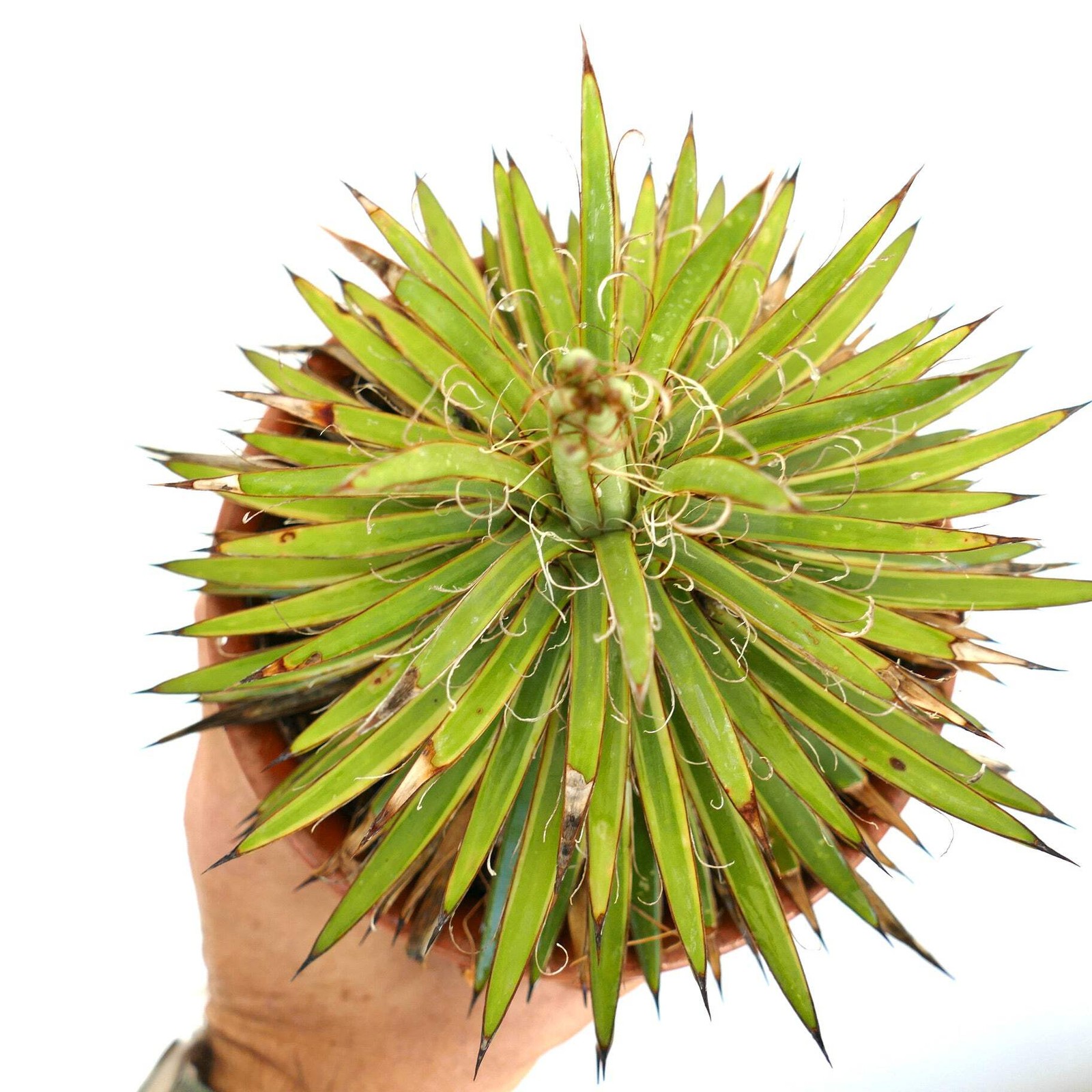Agave filifera form stricta COMPACT VARIEGATED – Thread agave | Hardy century pl