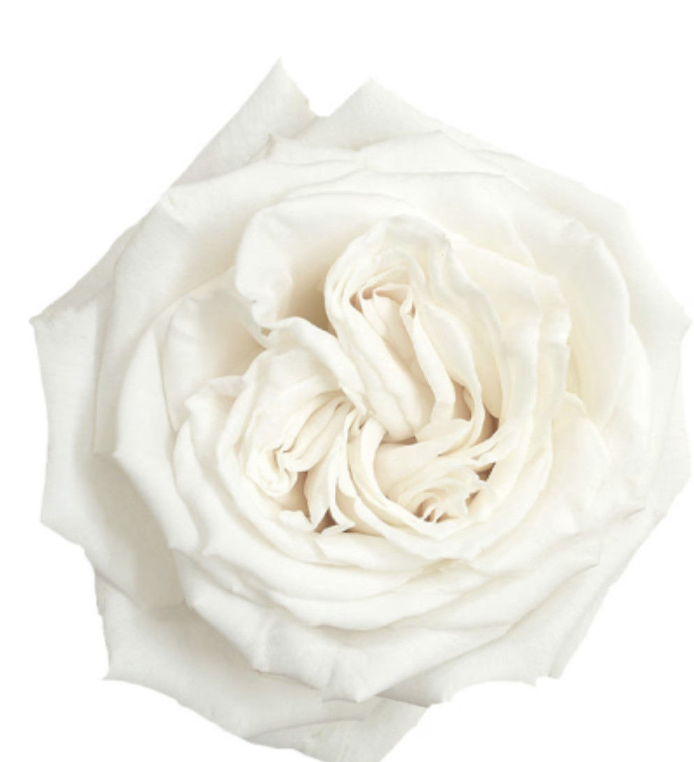 Playa Blanca Roses 100 stems – Premium Quality Fresh Bulk Flowers