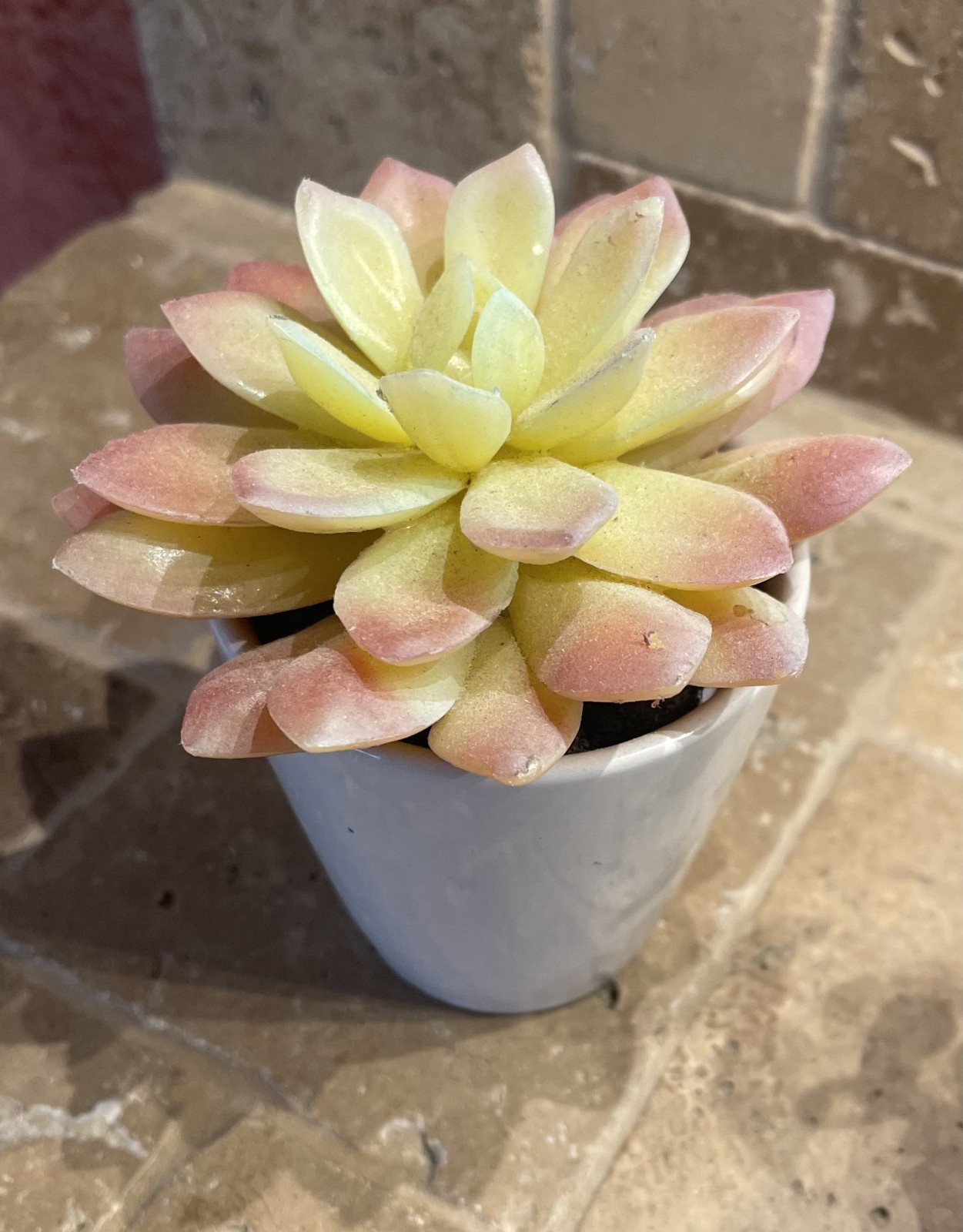 Lot of 5 artificial succulents in small white ceramic pots