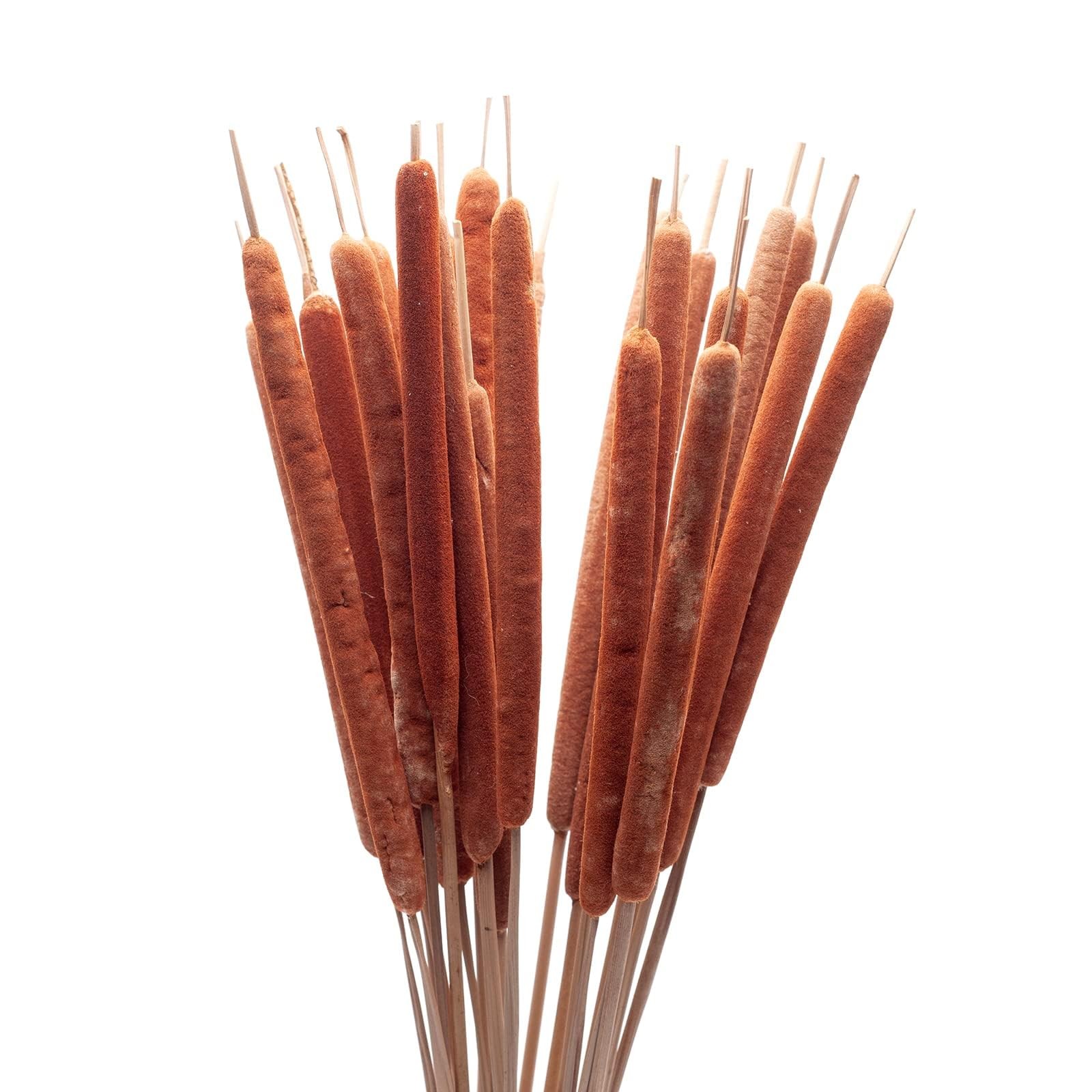 Dried Natural Cattails – 20PCS Jumbo Size for DIY Floral Arrangements and Hom…