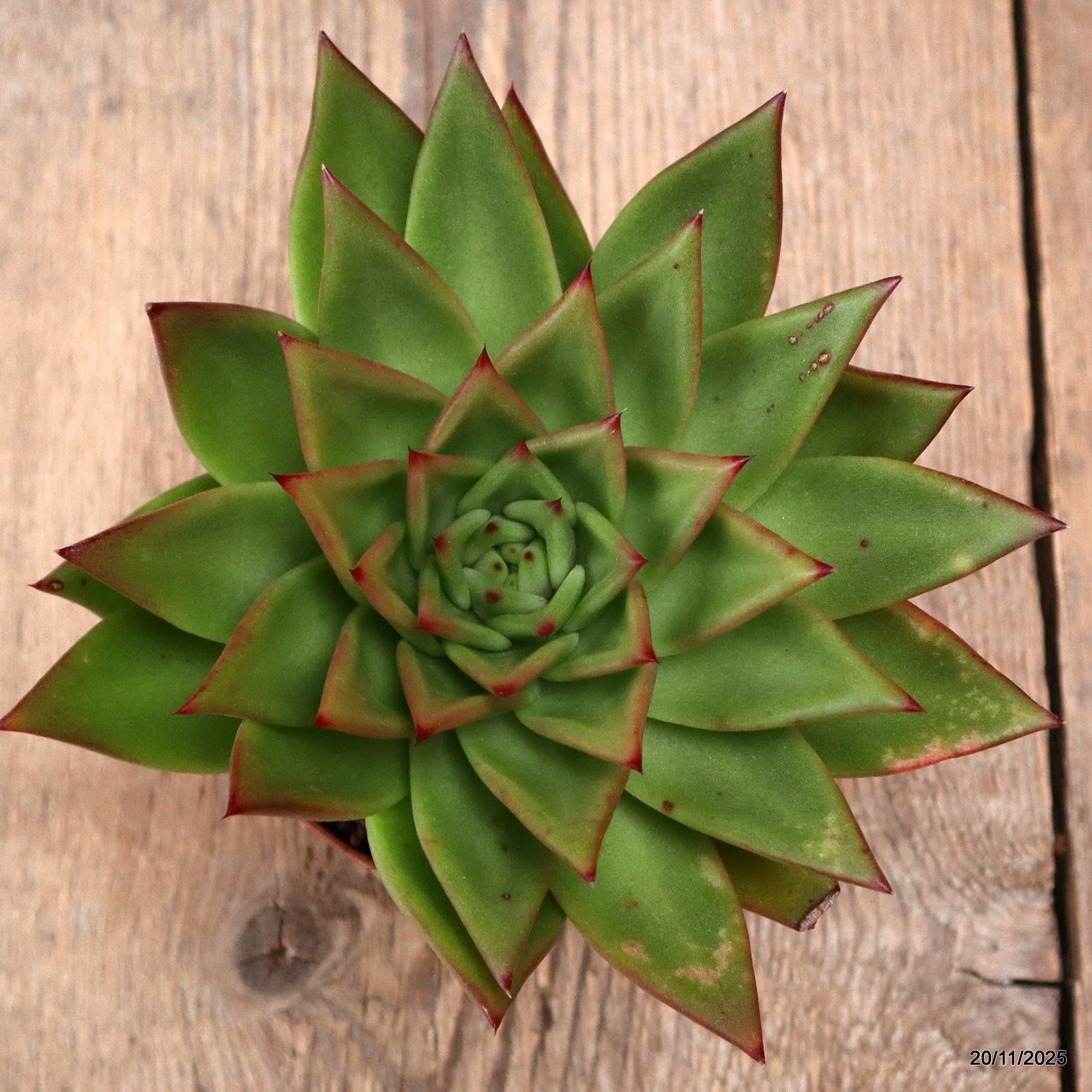 D7460 ECHEVERIA AGAVOIDES pot10-H10-W17 cm MaMa Cactus