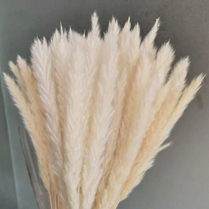 15Pcs Pampas Grass Wedding Home Decor 50cm Stems Real Dry Flower Pantas Dried
