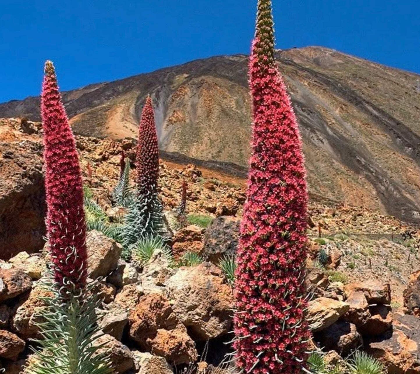 Echium wildprettii SEEDS – Tower of jewels | Red bugloss