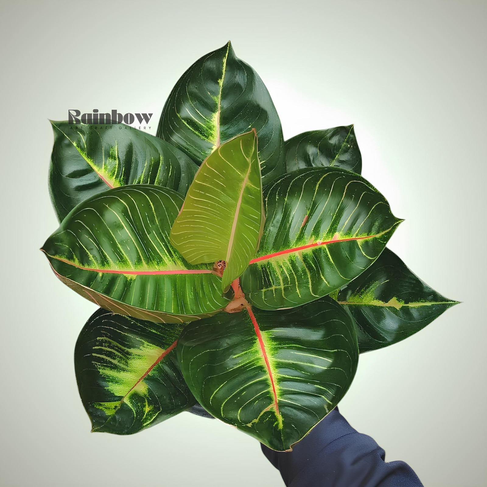 Aglaonema Black Moonlight Gerhana Beatiful Ornamental Plant