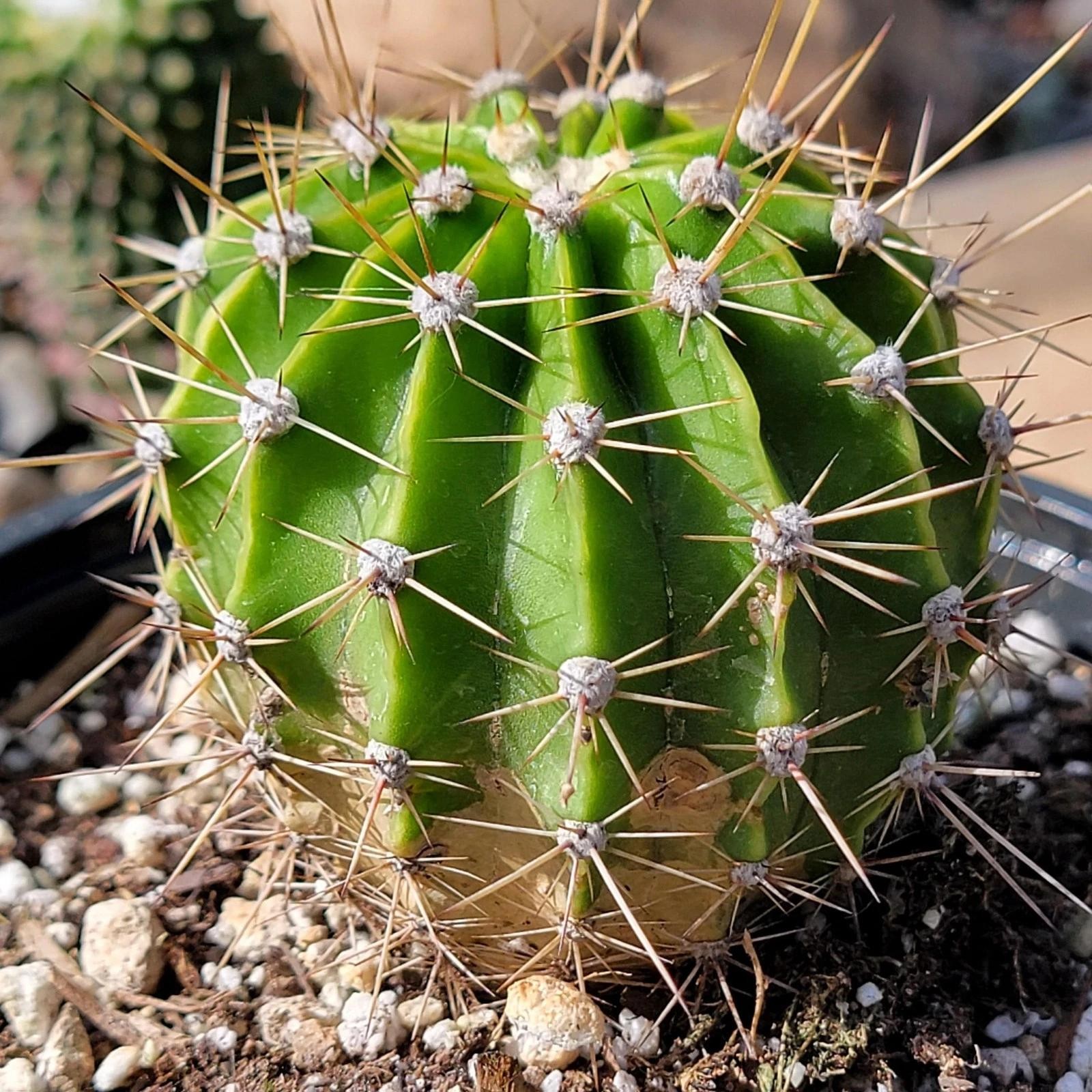 Echinopsis Oxygona Easter Lily Cactus Live Combo Flowering Cactus