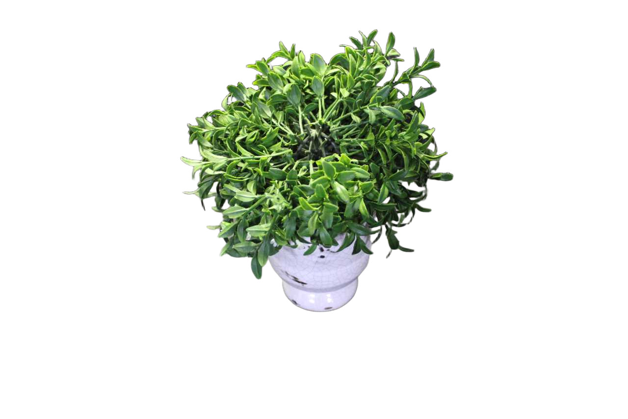 Artificial Boxwood Topiary Tree Faux Green Plant In Potted for Indoor Home Decor