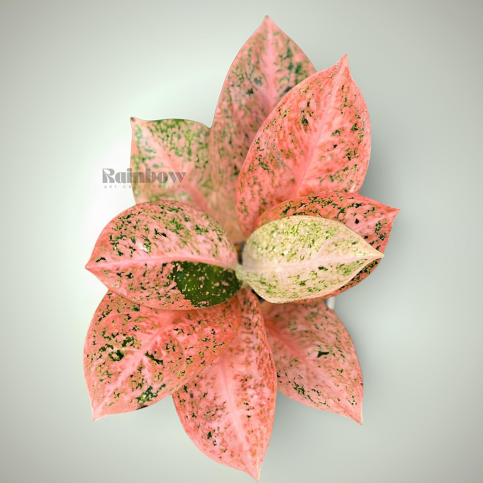Aglaonema Orange Stardust Beatiful Ornamental Plant