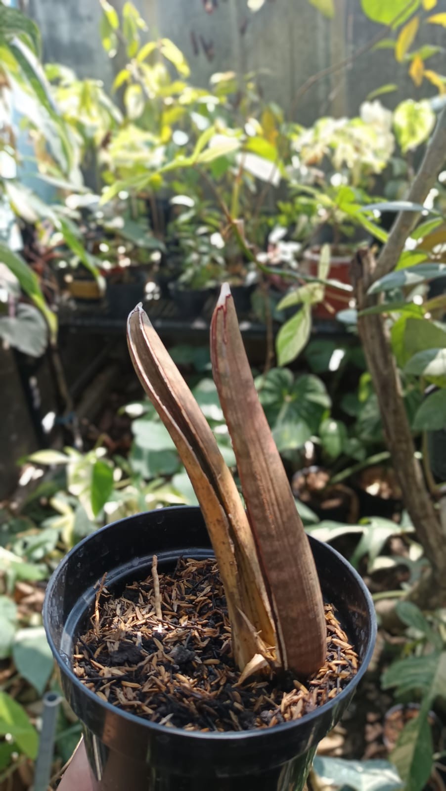 Real Picture Sansevieria Hallii Mocha Bat 2 Leaves Rare Snake Plant